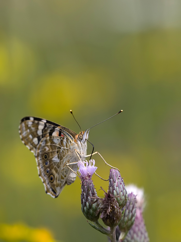 Distelfalter - Vanessa cardui