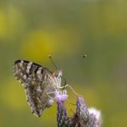 Distelfalter - Vanessa cardui