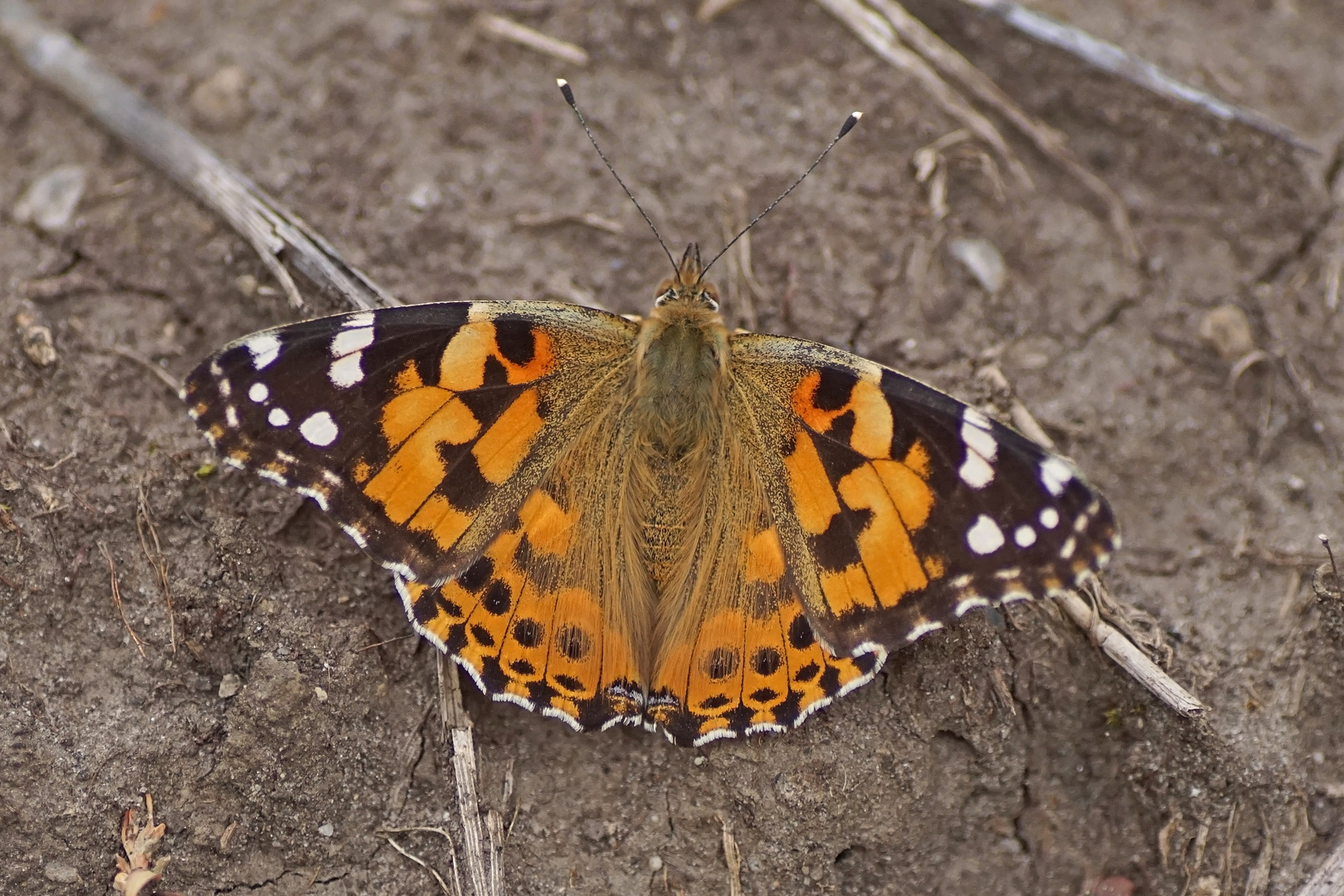 Distelfalter (Vanessa cardui)