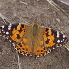 Distelfalter (Vanessa cardui)