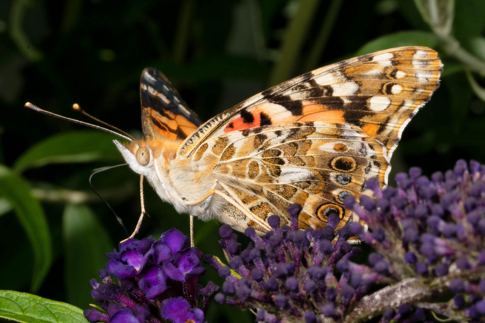 Distelfalter (Vanessa cardui)