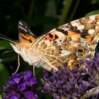 Distelfalter (Vanessa cardui)