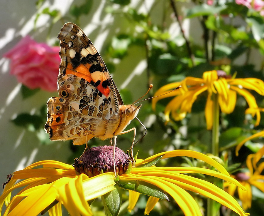 . Distelfalter (Vanessa cardui) .