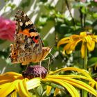 . Distelfalter (Vanessa cardui) .