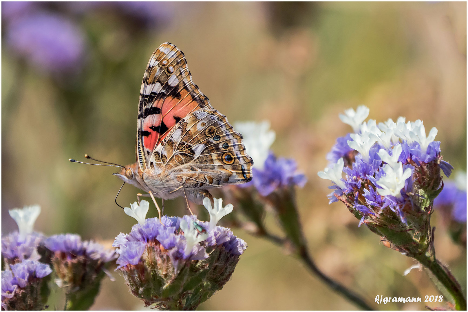 distelfalter (vanessa cardui) .....