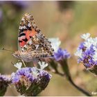 distelfalter (vanessa cardui) .....