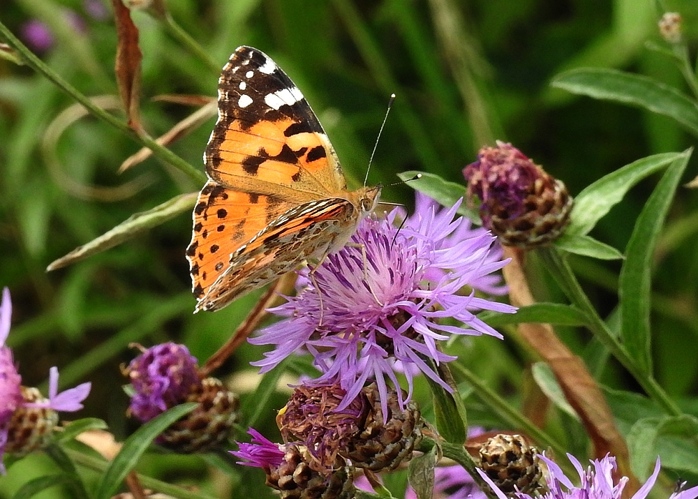 Distelfalter (Vanessa cardui)