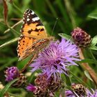 Distelfalter (Vanessa cardui)