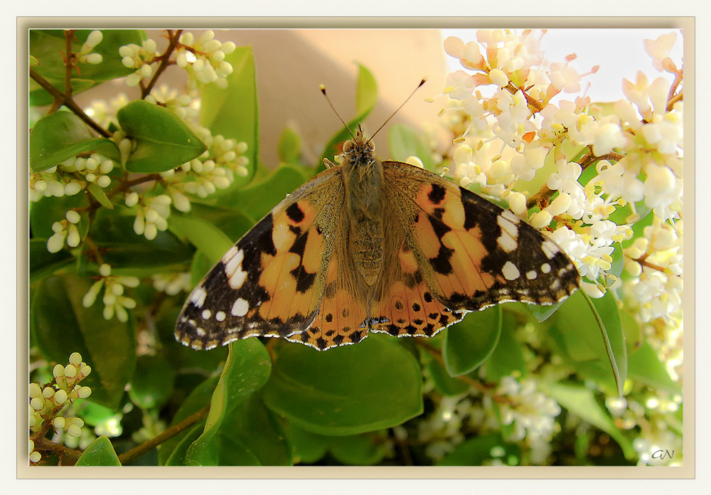 Distelfalter - Vanessa cardui