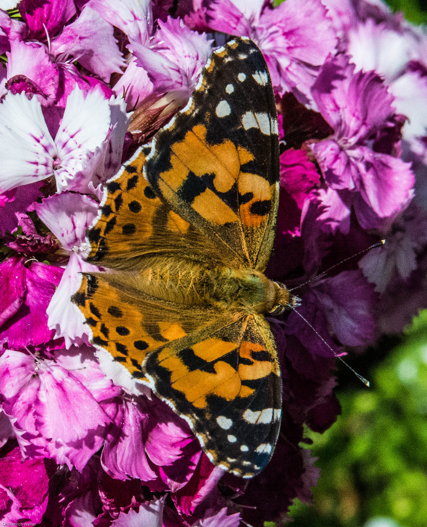 Distelfalter, Vanessa cardui