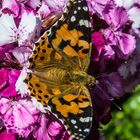 Distelfalter, Vanessa cardui