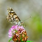 Distelfalter (Vanessa cardui)