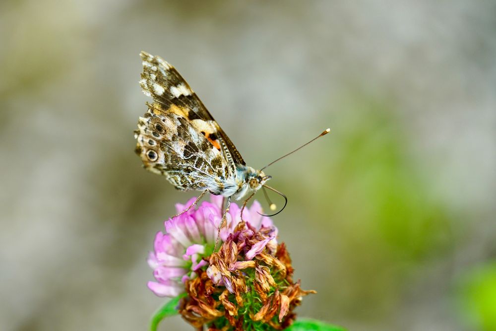 Distelfalter (Vanessa cardui)