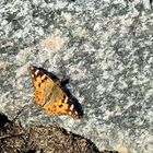 Distelfalter (Vanessa cardui)...