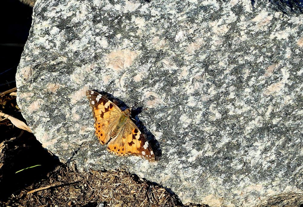 Distelfalter (Vanessa cardui)...