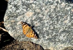 Distelfalter (Vanessa cardui)...