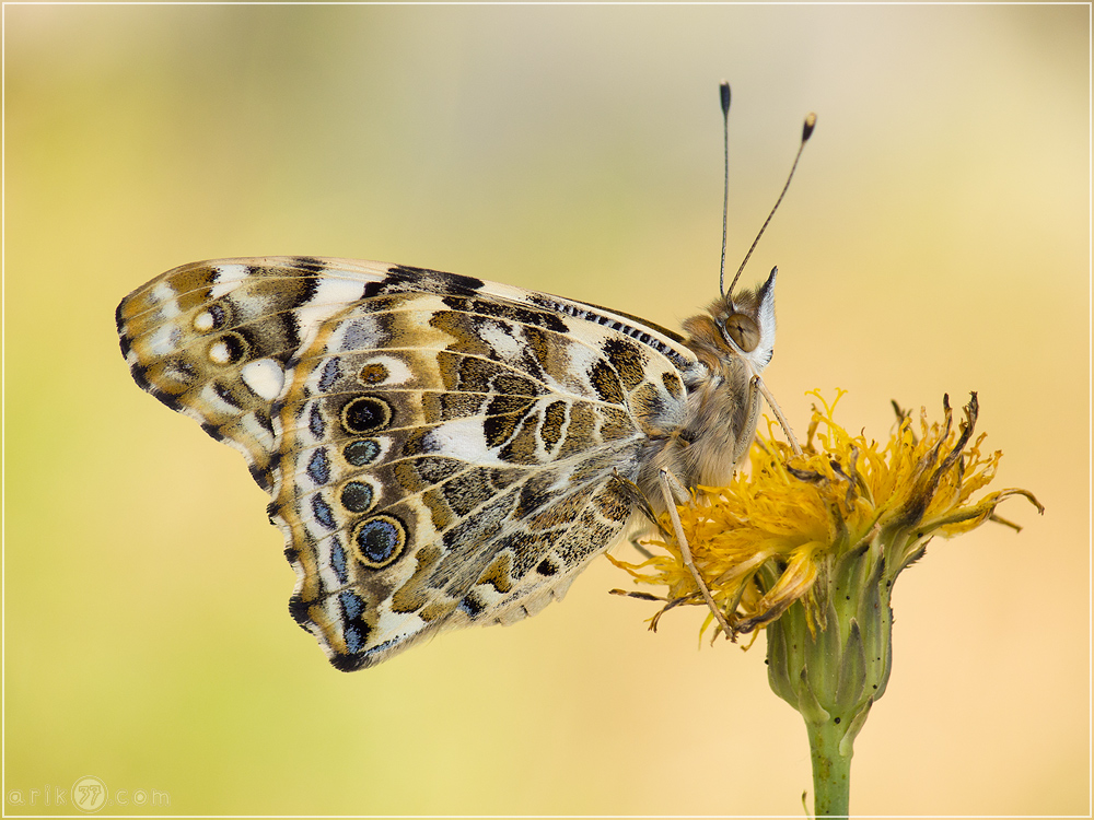 Distelfalter - Vanessa cardui