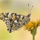 Distelfalter - Vanessa cardui