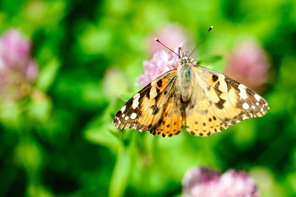 Distelfalter (Vanessa cardui)