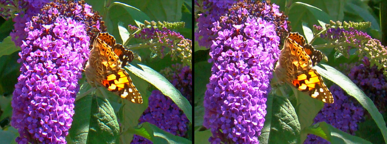 Distelfalter (Vanessa cardui) 