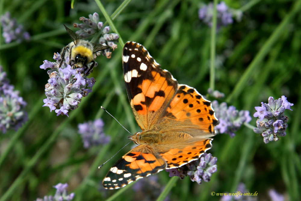 Distelfalter (Vanessa cardui)