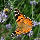 Distelfalter (Vanessa cardui)