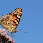 Distelfalter (Vanessa cardui)