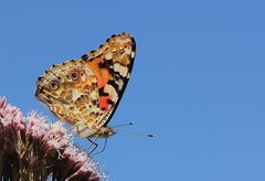 Distelfalter (Vanessa cardui)