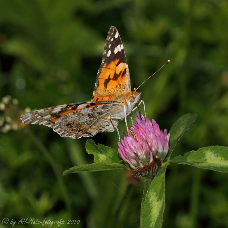 Distelfalter (Vanessa cardui)