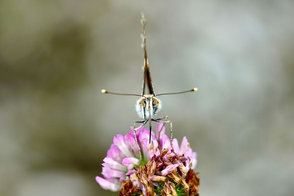 Distelfalter (Vanessa cardui)