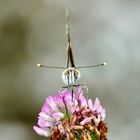 Distelfalter (Vanessa cardui)