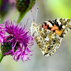 Distelfalter (Vanessa cardui)