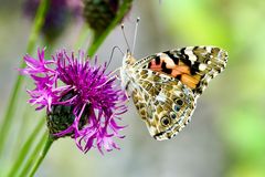 Distelfalter (Vanessa cardui)