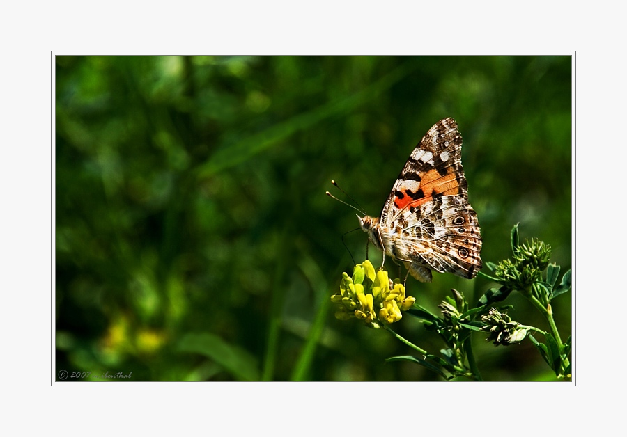 Distelfalter (Vanessa cardui)