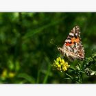 Distelfalter (Vanessa cardui)