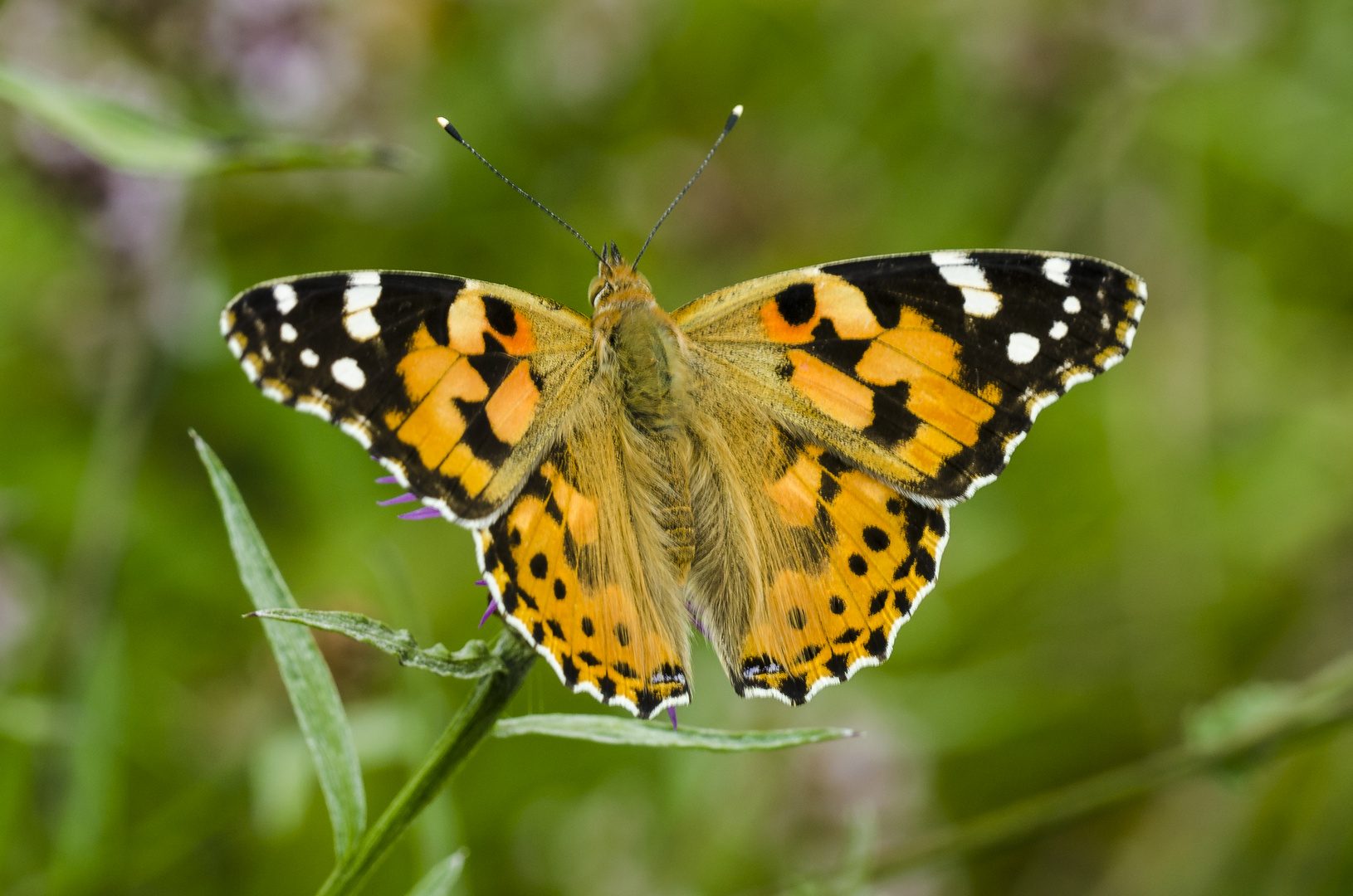 Distelfalter (Vanessa cardui)