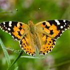 Distelfalter (Vanessa cardui)