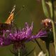 Distelfalter (Vanessa cardui)