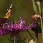 Distelfalter (Vanessa cardui)