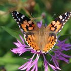 Distelfalter [Vanessa cardui]