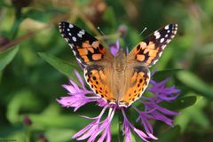 Distelfalter [Vanessa cardui]