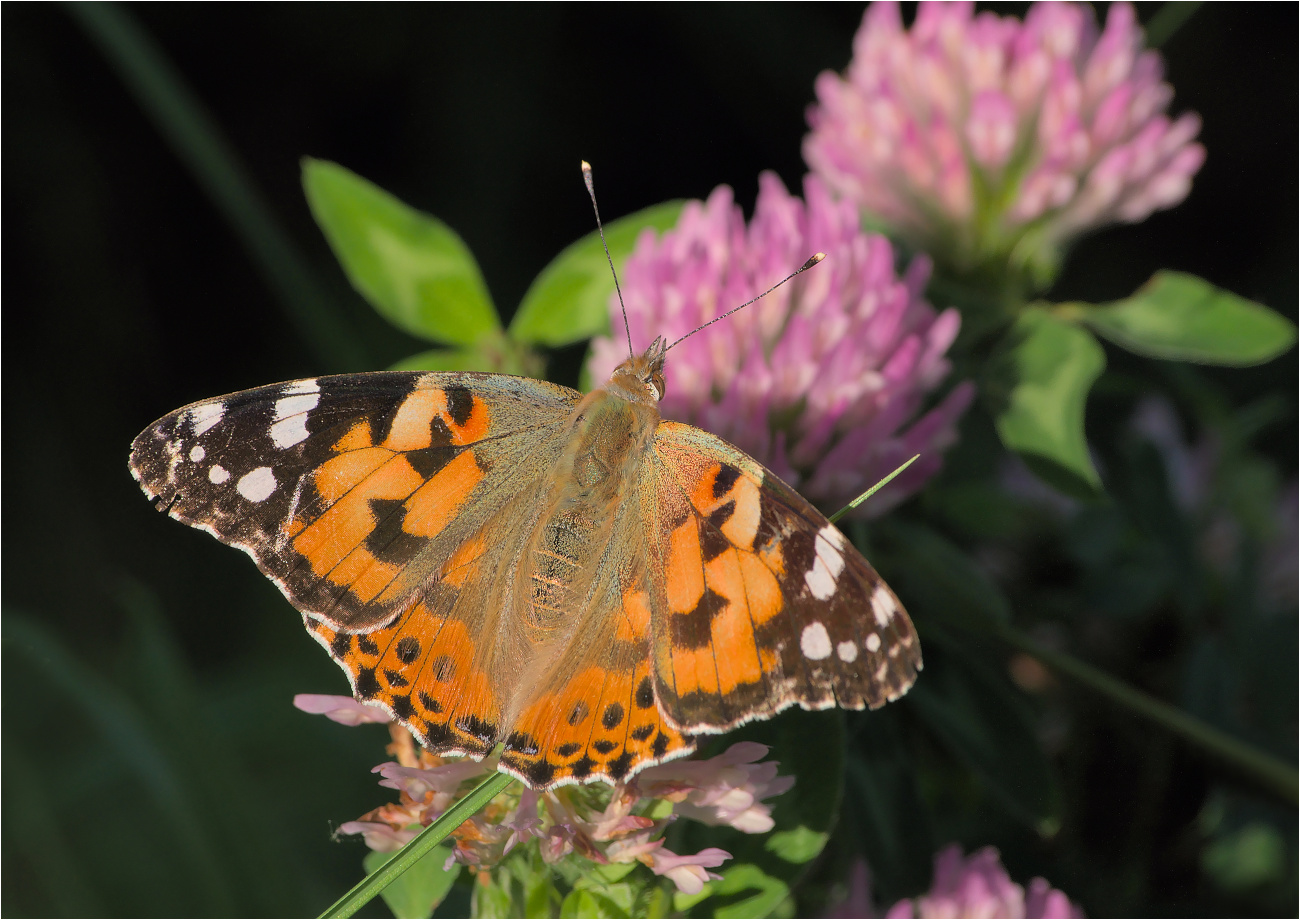 Distelfalter (Vanessa cardui)