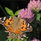 Distelfalter (Vanessa cardui)