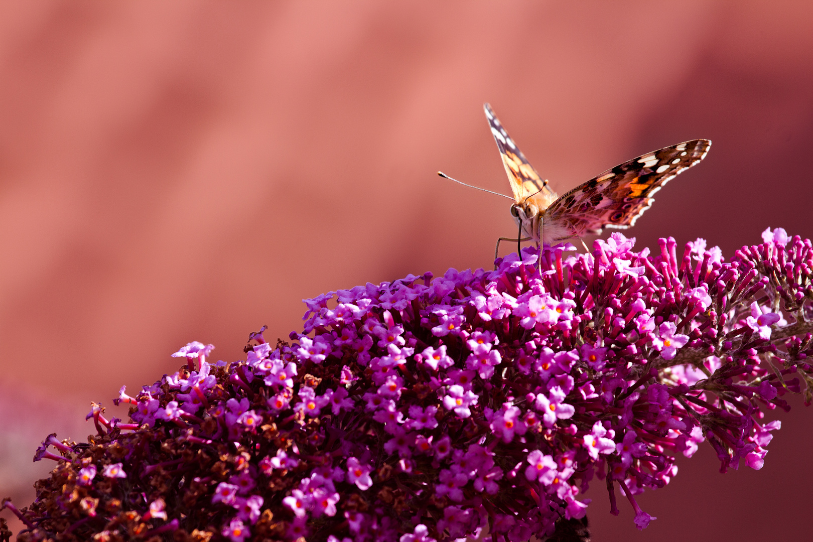 Distelfalter (Vanessa cardui)