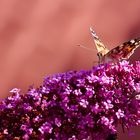 Distelfalter (Vanessa cardui)