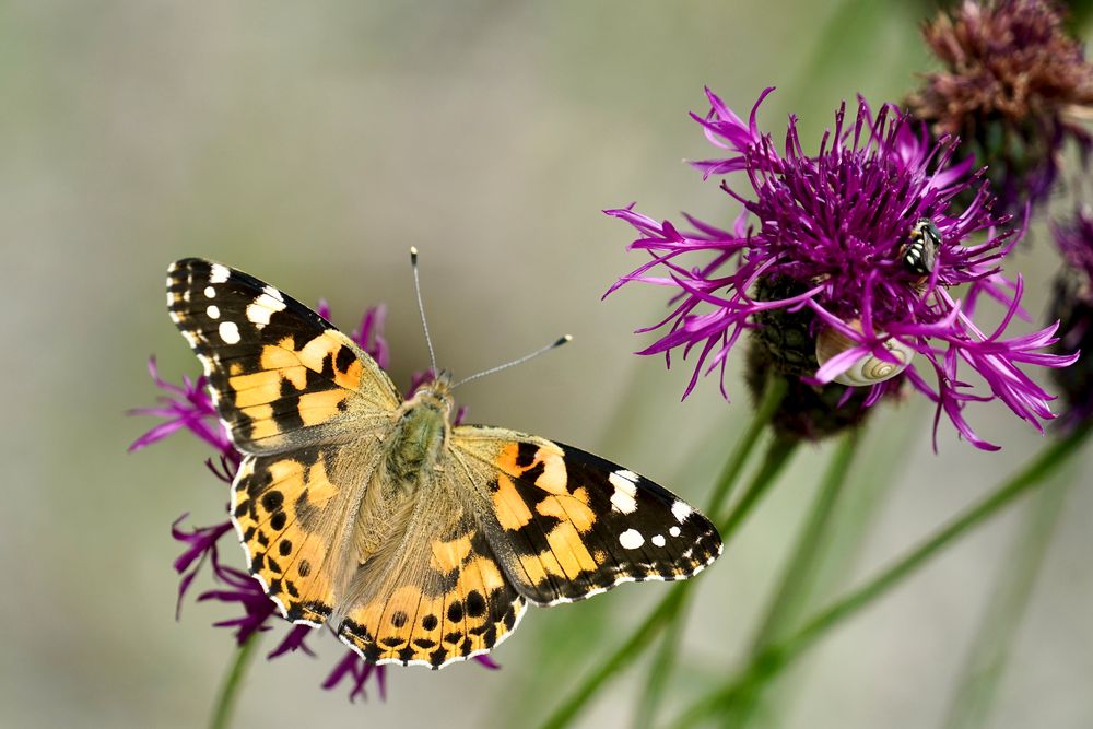 Distelfalter (Vanessa cardui)