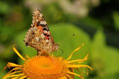 Distelfalter (Vanessa cardui)