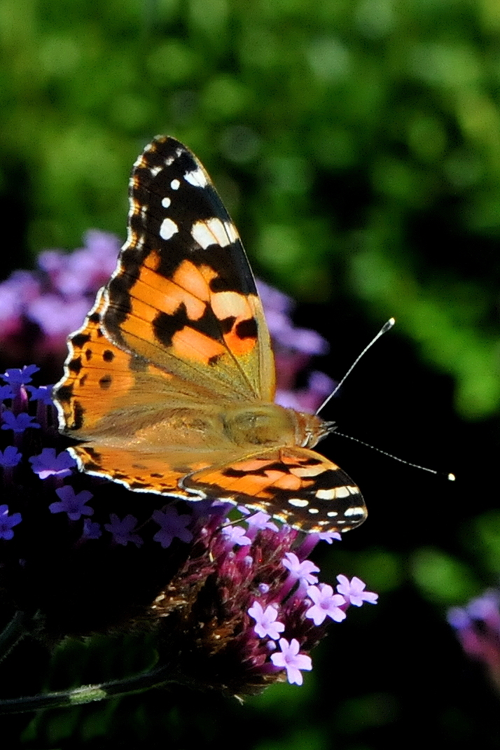 Distelfalter (Vanessa cardui)