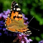 Distelfalter (Vanessa cardui)