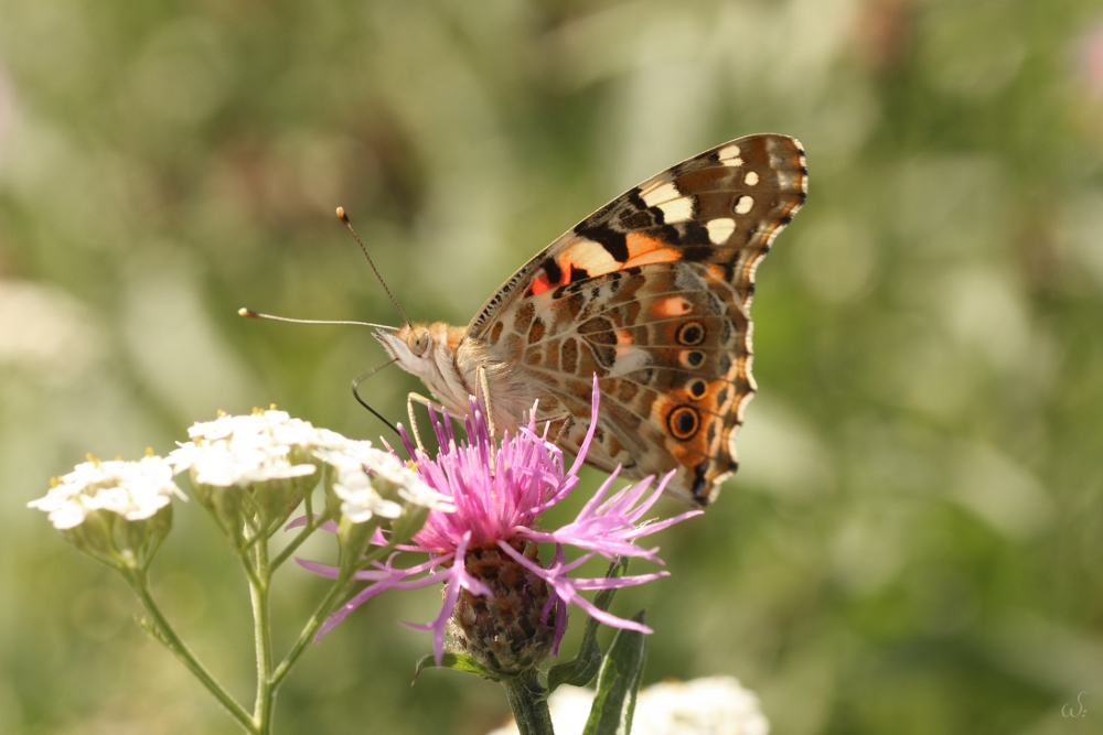 Distelfalter (Vanessa cardui)